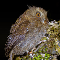 Long-whiskered Owlet